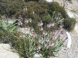 Mallorca_2014-05-05-14-02-28_1