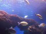 Mallorca_2014-05-07-12-19-55_1