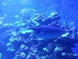 Mallorca_2014-05-07-12-45-24_1