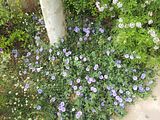 Mallorca_2014-05-07-12-55-27_1