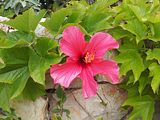 Mallorca_2014-05-07-13-00-43_1