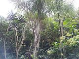 Mallorca_2014-05-07-13-15-48_1