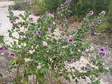 Mallorca_2014-05-07-13-50-59_1