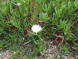 Mallorca_2014-05-07-13-51-44_1
