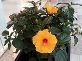 Mallorca_2014-05-07-16-15-29_1