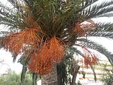 Mallorca_2014-05-08-16-38-53_1